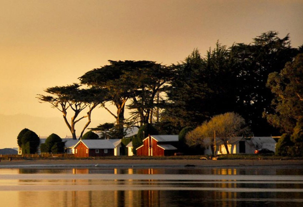 cypress grove from water by leslie sophia lindell 0