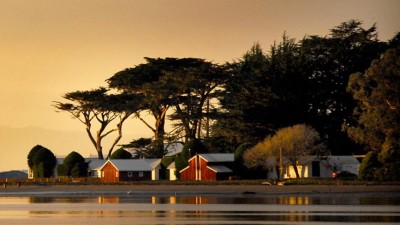 cypress grove from water by leslie sophia lindell 0