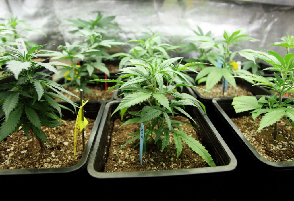 Cannabis